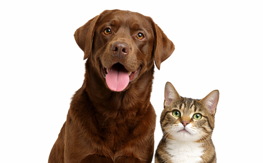 Happy dog and cat
